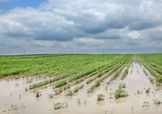 Preocupación en el agro: el exceso de lluvias ralentizó la cosecha y hay dudas sobre cómo seguir el resto del año