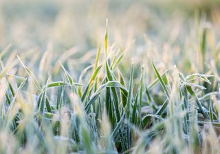 Preocupación en el agro: un informe advierte que las primeras heladas llegan cada vez más tarde 