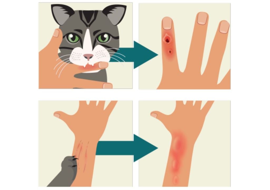 Esquema de contagio por gato infectado a humanos Esquema de contagio por gato infectado a humanos
