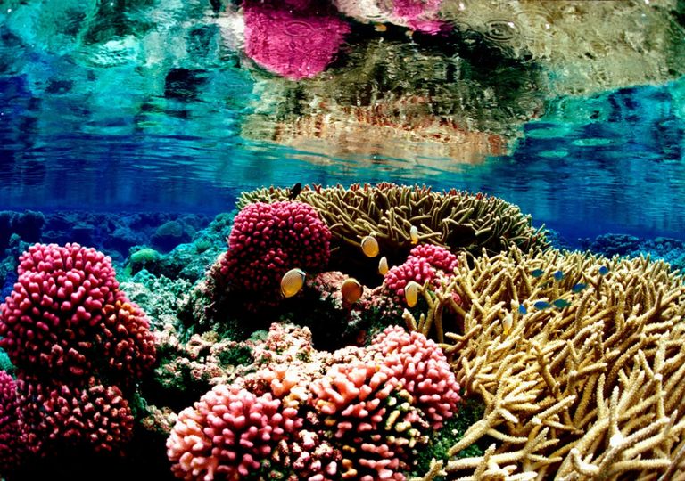 La NOAA alerta: el cuarto evento de blanqueamiento mundial de corales ya está en marcha