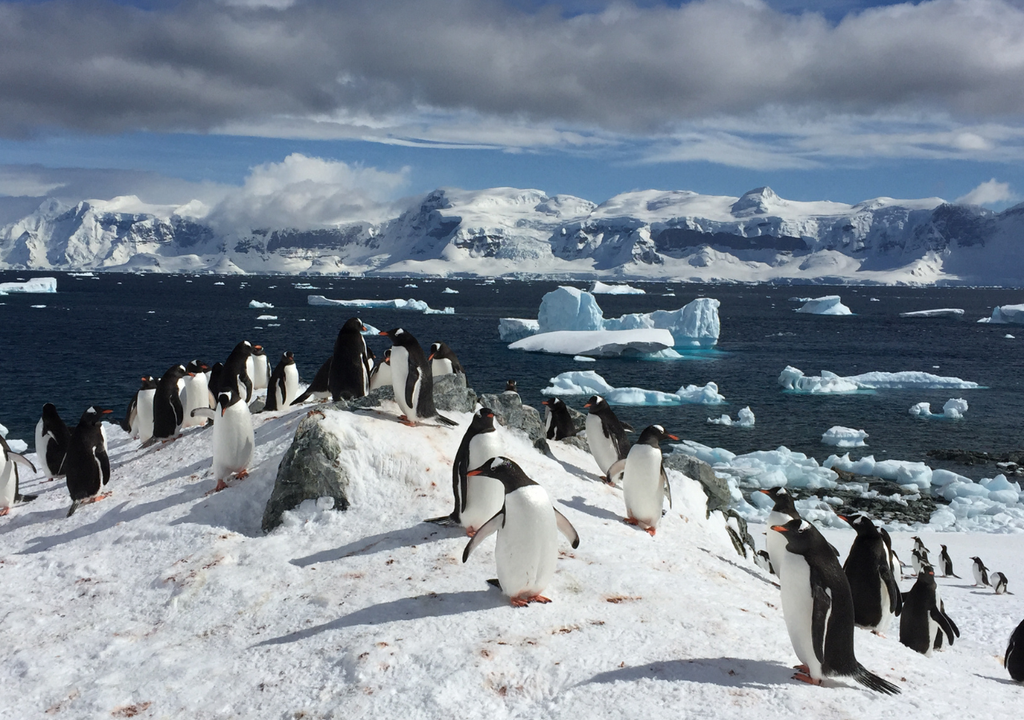 pinguinos emperador sobre el hielo antártico