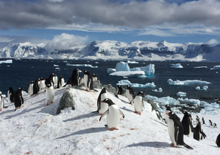 Preocupante tendencia: tercer año consecutivo con niveles alarmantes de hielo marino en la Antártida