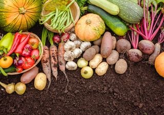 Prepará tu huerta para el otoño: consejos y recomendaciones para sembrar en abril 