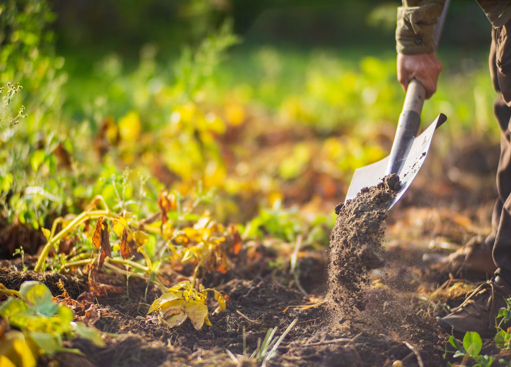Après la récolte des pommes de terre, semer rapidement des couverts végétaux afin d'éviter les herbes envahissantes.