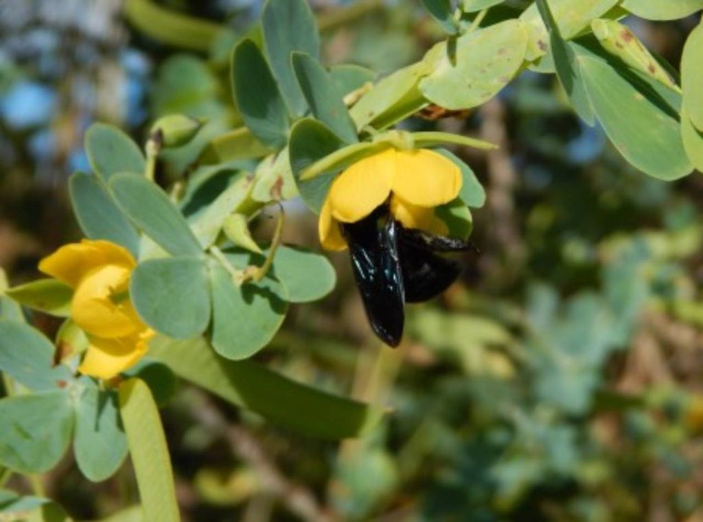 abelha, planta