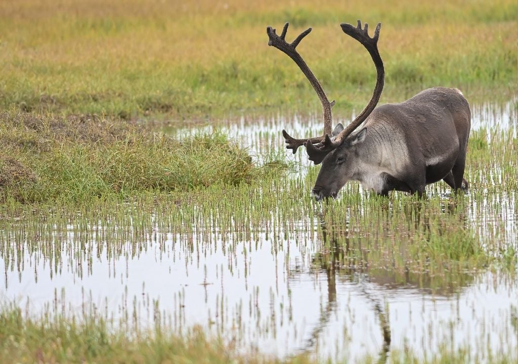 Tundra Tundra