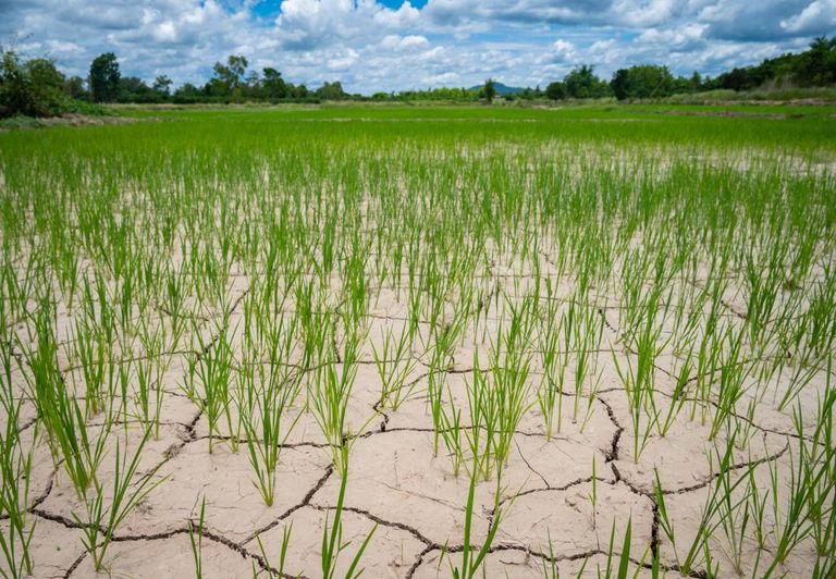 Previsões apontam para o regresso do El Niño em 2023