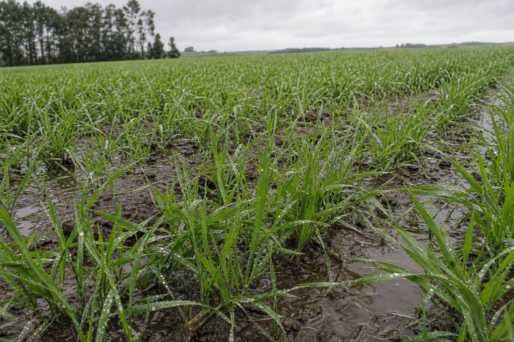 trigo, chuva O excesso de chuva mantém o solo encharcado e prolonga o molhamento foliar nas lavouras de trigo em perfilhamento, elevando o risco de doenças fúngicas e dificultando operações de manejo no Rio Grande do Sul.