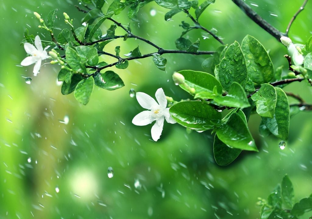 O mês de abril poderá contar com valores de temperatura dentro da média e com anomalias de precipitação positiva, indicando valores acima do normal.