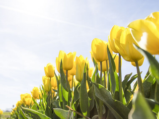 Previsão sazonal: como será a primavera?