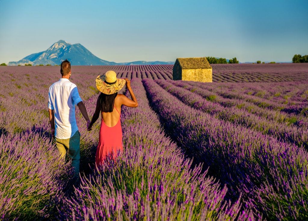 Un couple profite du printemps dans les champs de lavande en fleurs à Valensole, en Provence.