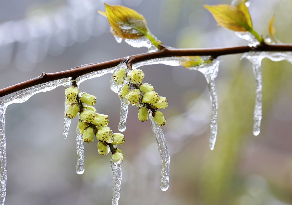 hojas nuevas y flores cubiertas de hielo