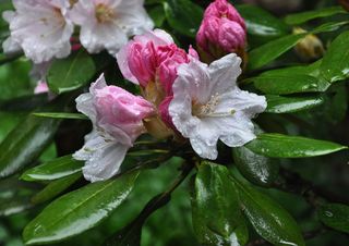 Previsioni meteo per aprile: “quattro aprilante, giorni quaranta”?