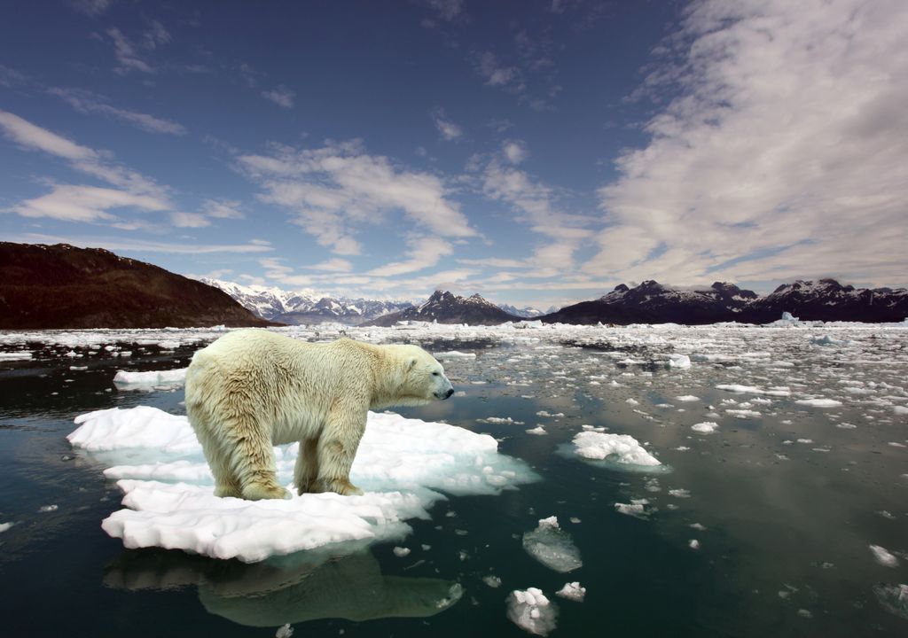 urso polar; degelo; alterações climáticas.