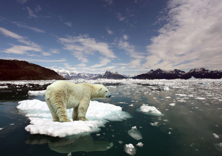 urso polar; degelo; alterações climáticas. urso polar; degelo; alterações climáticas.