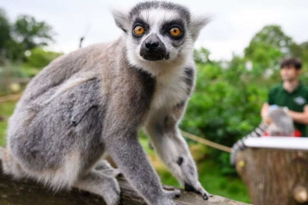 Um lêmure-de-cauda-anelada no zoológico ZSL Whipsnade. Baker e colegas estudaram a massa cerebral estimada e o comprimento do polegar de 94 espécies de primatas, desde cinco dos nossos antigos parentes hominíneos até os lêmures. Fotografia: Leon Neal/Getty Images"**