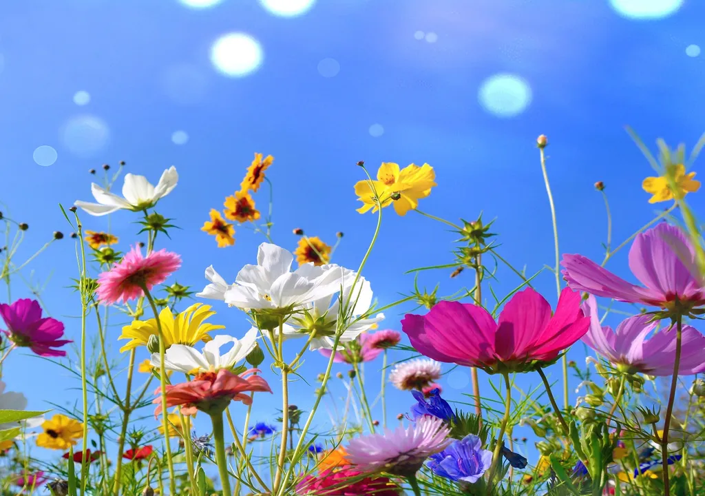 La primavera también se caracteriza por llenar de color las comunidades a consecuencia del nacimiento de las flores.