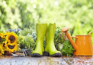 Primavera climatológica em Portugal: chegou a hora do tempo de chuva?