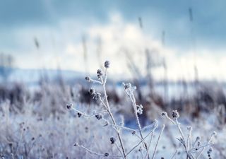 Primavera con sorpresa, arriva il freddo con gelate tardive. Cos’è la brina e come si prevede?