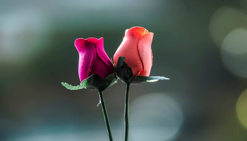 As rosas em plena floração são símbolo de beleza, perfume e da harmonia entre clima e natureza em Portugal.