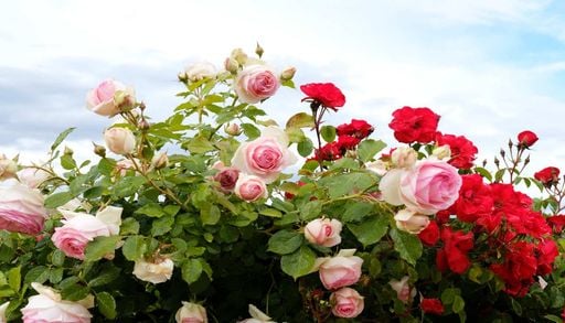 Primavera em flor: o encanto das rosas em Portugal