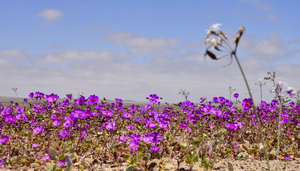 Parque Nacional Desierto Florido, Chile. Parque Nacional Desierto Florido, Región de Atacama. Crédito: CONAF.
