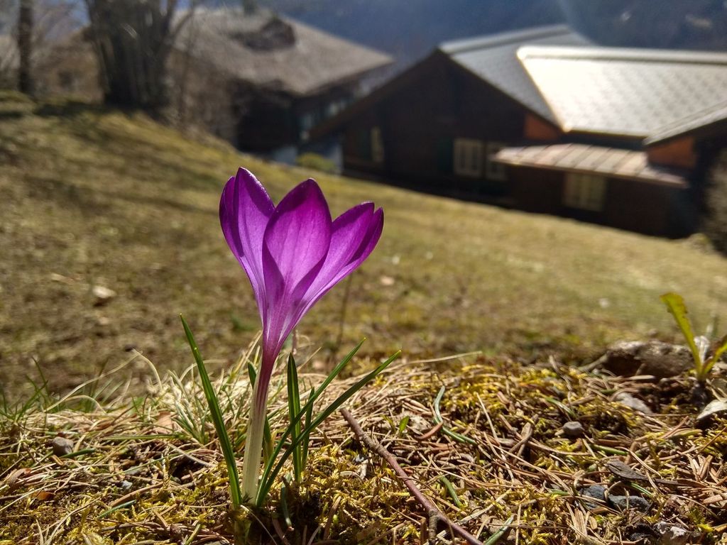 Primavera En Los Alpes Primavera En Los Alpes