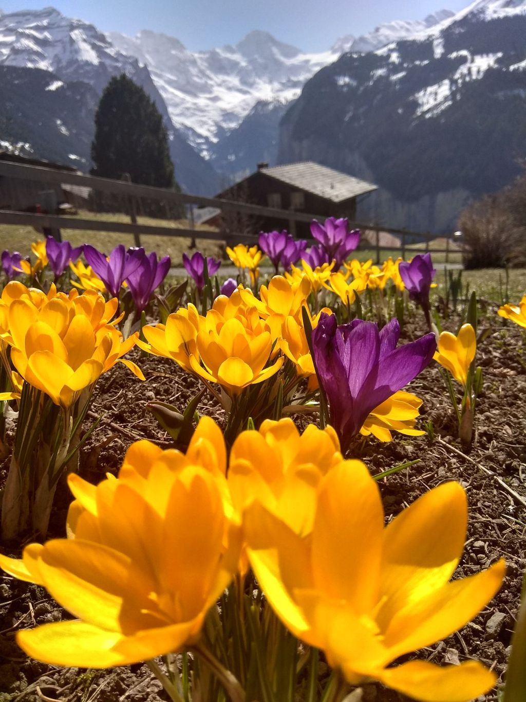 Primavera En Los Alpes Primavera En Los Alpes