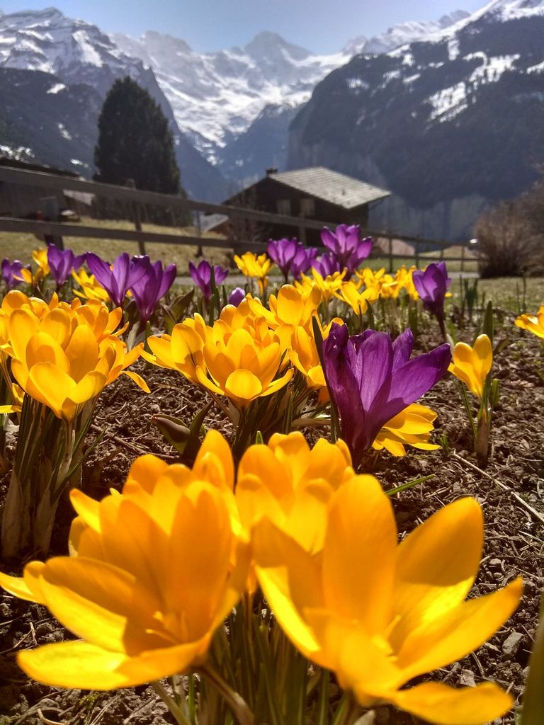 Primavera En Los Alpes Primavera En Los Alpes