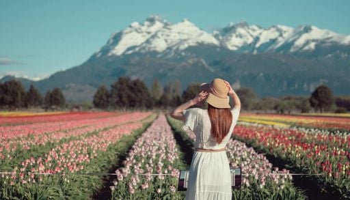 Primavera en Trevelin 2026: cu&aacute;ndo abre, c&oacute;mo llegar y cu&aacute;nto cuesta visitar el Campo de Tulipanes