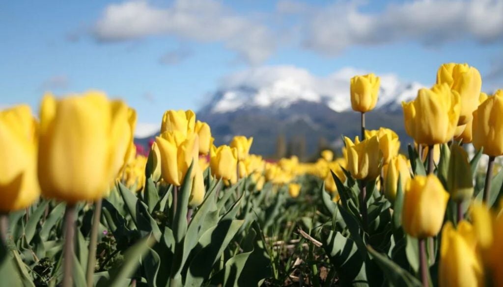 Campo de Tulipanes en Trevelin La floración plena en el Campo de Tulipanes está prevista para la segunda mitad de octubre. | Foto: Turismo Trevelin