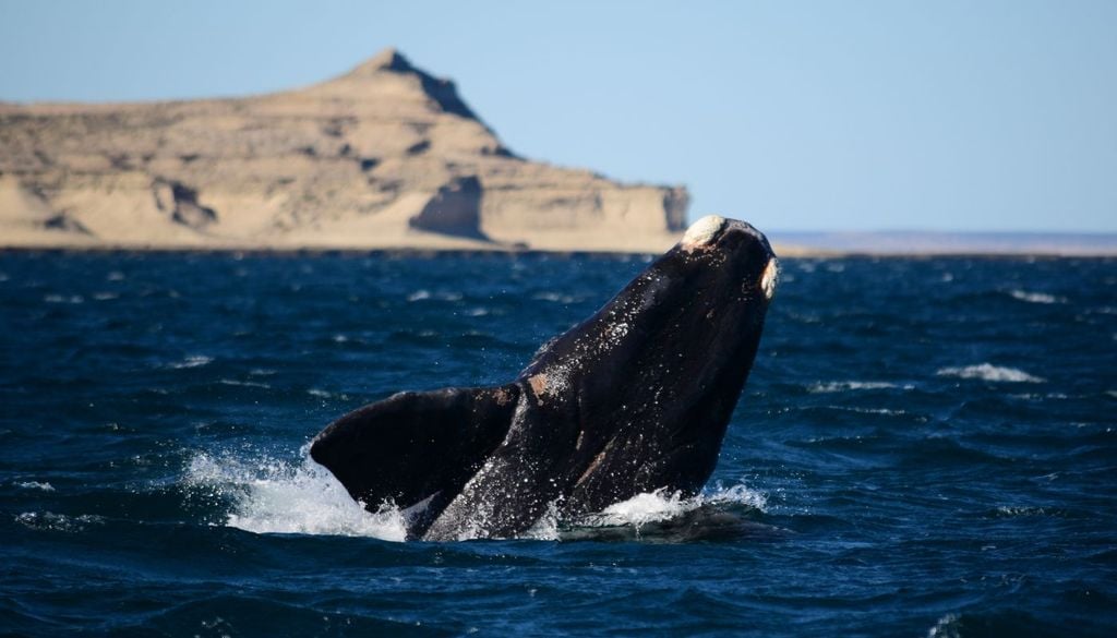 Avistaje de ballenas en Península Valdés Avistaje de ballenas en Península Valdés
