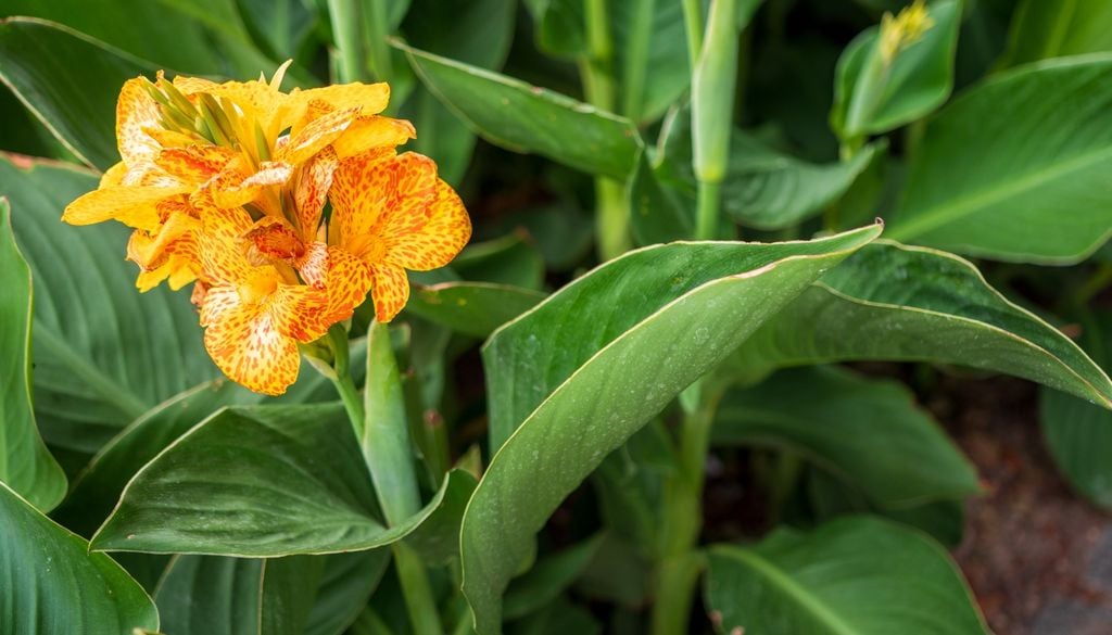 La achira aporta un toque tropical inmediato gracias a sus grandes hojas y flores en tonos cálidos; prospera con fuerza en suelos muy húmedos.