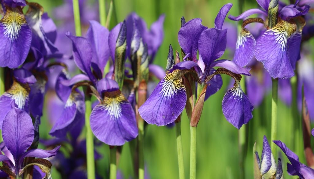 A diferencia de otros iris, el lirio siberiano florece en terrenos pesados o encharcados, y forma matas densas de follaje elegante.