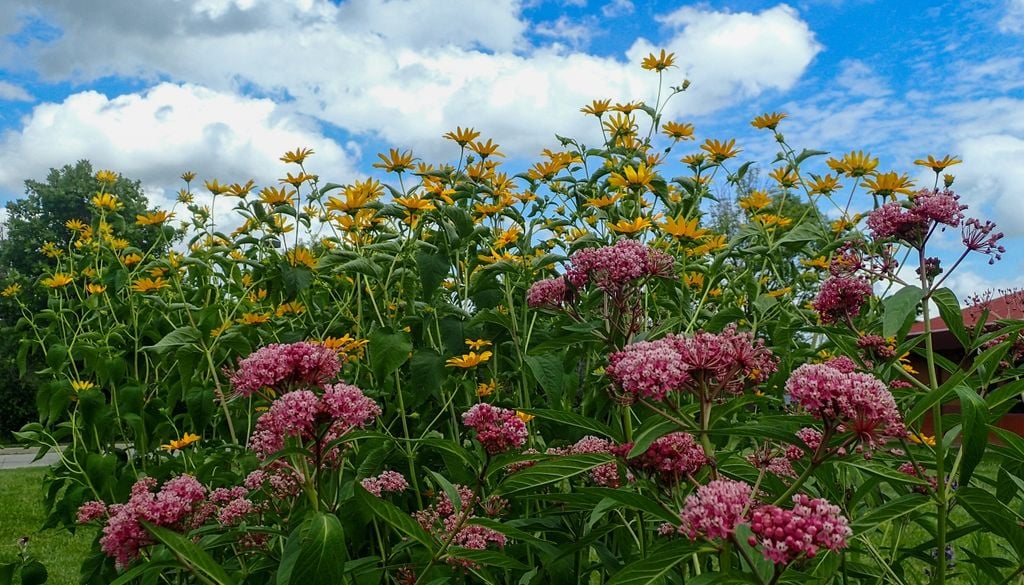 Además de tolerar el exceso de agua, sus flores aromáticas atraen mariposas monarca y polinizadores durante todo el verano.