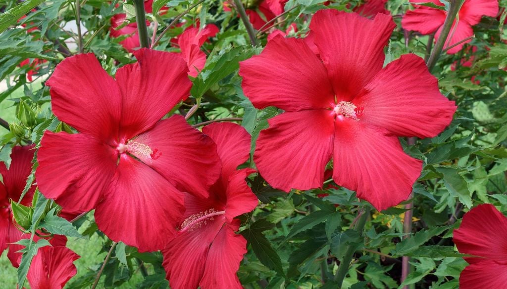 Sus imponentes flores del tamaño de un plato necesitan abundante agua para lucir frondosas desde el verano hasta el otoño.