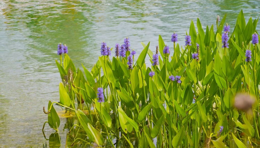 Ideal para zonas con agua estancada o contenedores sin drenaje, la pontederia adorna con espigas azules y ayuda a filtrar nutrientes del agua.