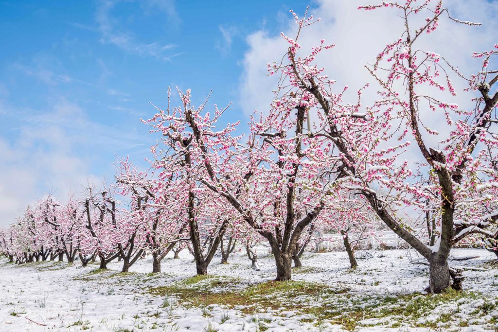 Neve fresca su alberi da frutto in fiore