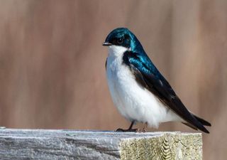 Primavera portuguesa caracterizada pelo declínio de aves migratórias 