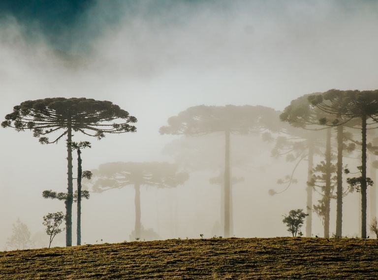 Primeira massa de ar frio abrangente chega ao Brasil em breve; confira