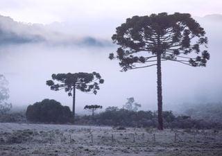 Primeira onda de frio do inverno pode trazer temperaturas de at&eacute; -10&deg;C