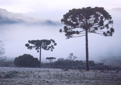 Primeira onda de frio do inverno pode trazer temperaturas de at&eacute; -10&deg;C