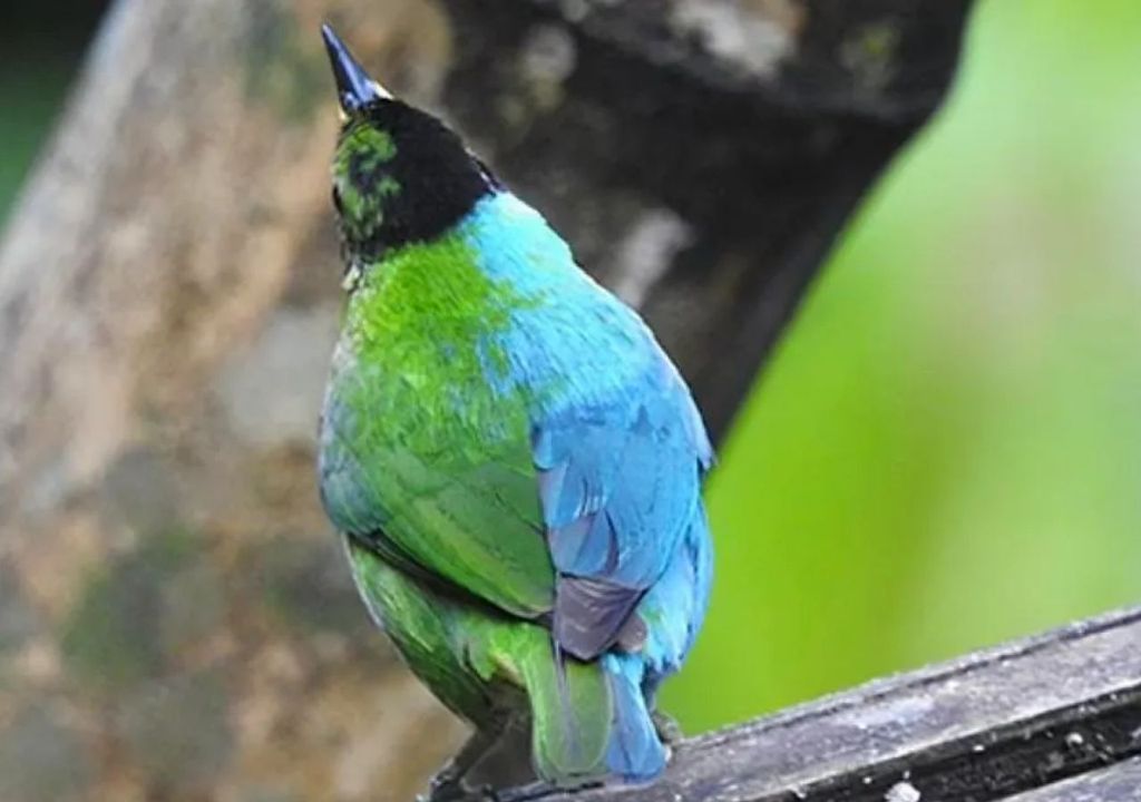 First Time In 100 Years Photographer Captured Extremely Rare Bird 