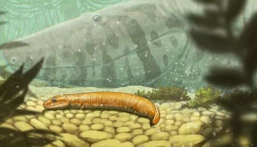 Primeiro vertebrado a conquistar ambiente terrestre pode ter crescido sem fase larval, revela estudo