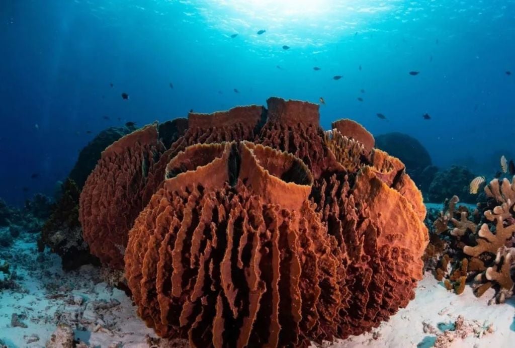 Estudo do MIT conclui que os primeiros animais da Terra provavelmente eram esponjas marinhas ancestrais. Crédito: Shutterstock