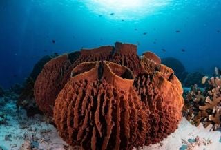 Primeiros animais que surgiram na Terra podem ter sido esponjas