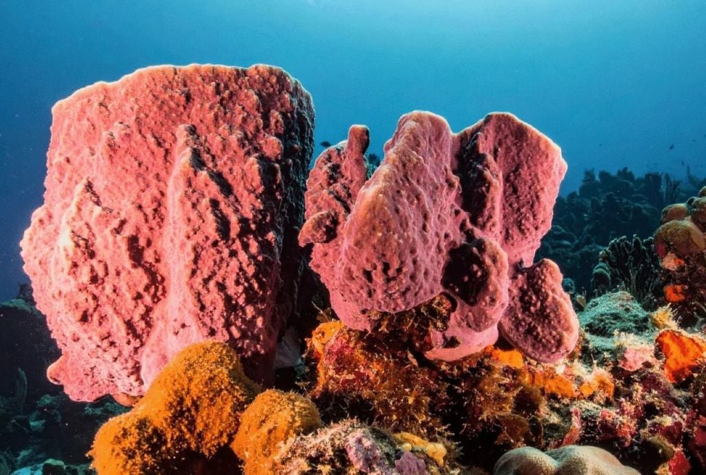 Pesquisadores analisaram fósseis químicos, que diferem dos fósseis convencionais por serem formados a partir de moléculas invisíveis ao olho humano. Crédito: Divulgação Jornal da Fronteira