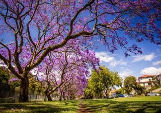 Primer fin de semana de octubre primaveral en Argentina