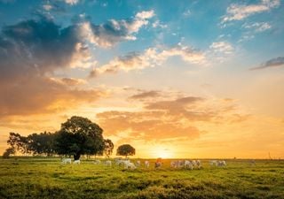 Primer finde del año: ¿cómo estará el tiempo?