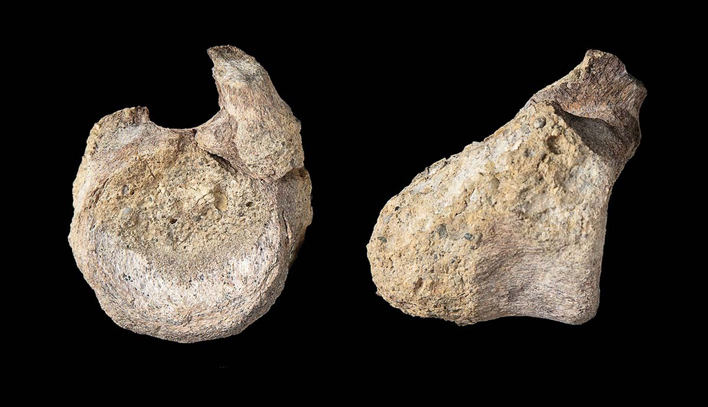 L'unico fossile della vertebra di dinosauro, fotografato da due diverse angolazioni.